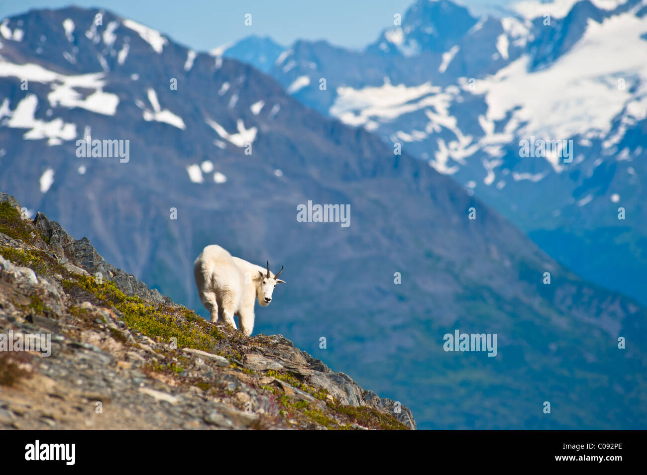 Eine Bergziege in der Nähe von Exit-Gletscher Harding Icefield Trail ist an einem steilen Hang, Kenai-Fjords-Nationalpark, Alaska Stockfoto