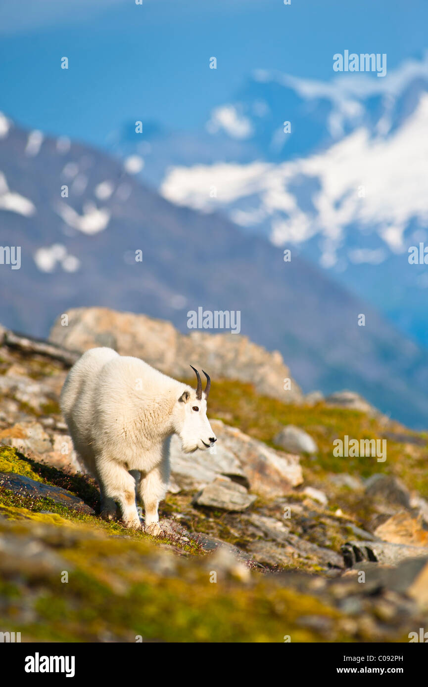 Bergziege in der Nähe von Exit-Gletscher Harding Icefield Trail Weiden auf Pflanzen, Kenai Fjords National Park, Halbinsel Kenai, Alaska Stockfoto