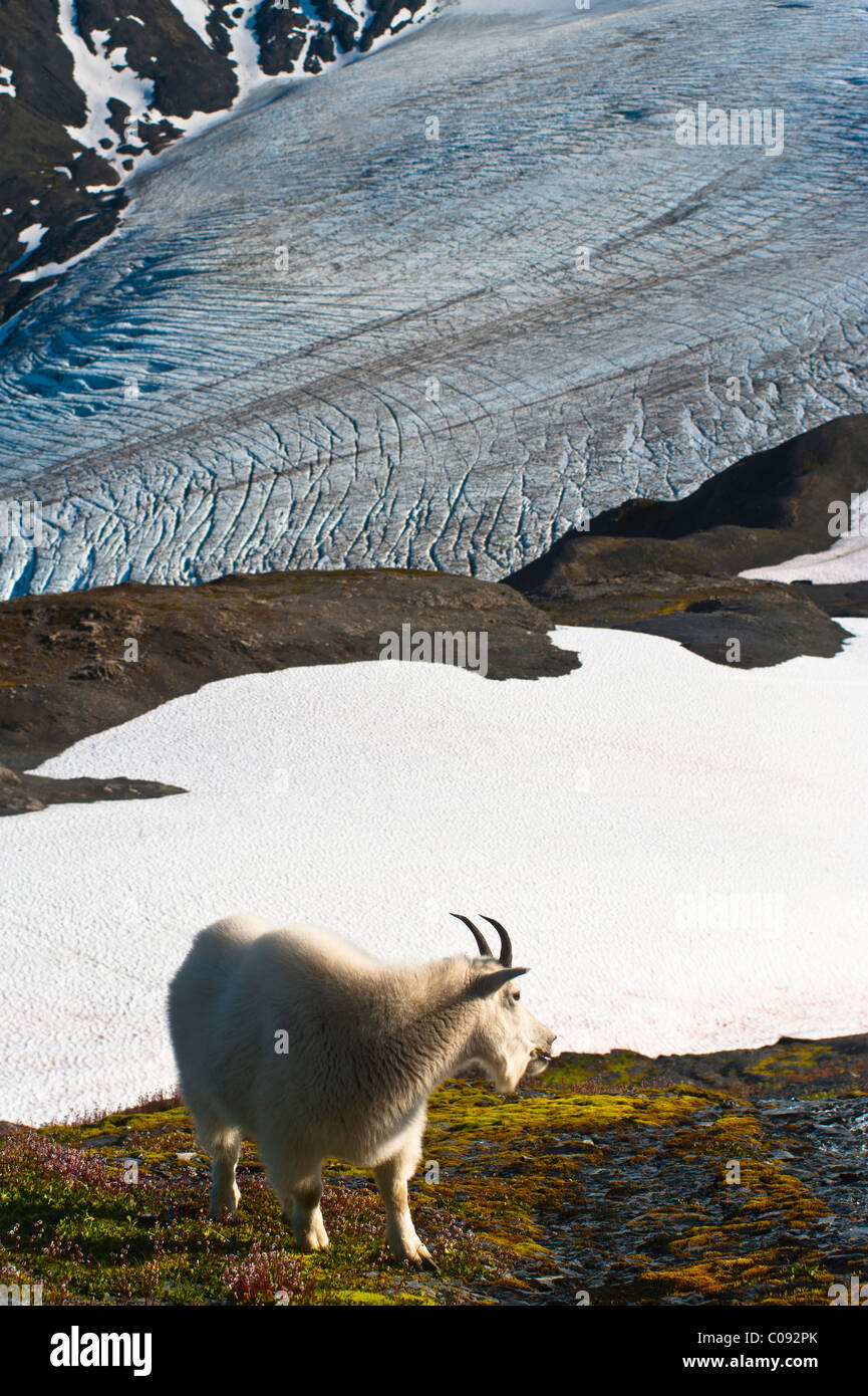 Bergziege steht an einem Berghang mit Harding Icefield im Hintergrund, Kenai-Fjords-Nationalpark, Alaska Stockfoto