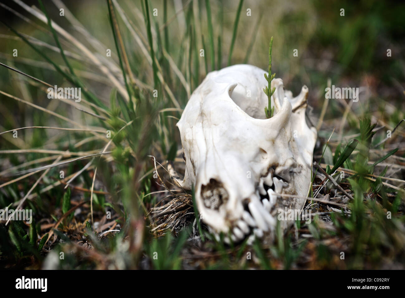 Nahaufnahme von einem Wolf Schädel entlang Katak Creek, Brooks Range, ANWR, Arktis Alaska, Sommer Stockfoto