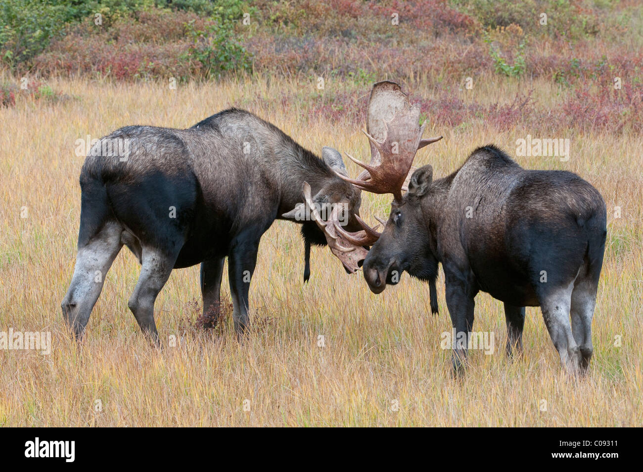 Zwei Erwachsene Elchbullen Holm auf einer Wiese in der Nähe von Wonder Lake in Denali Nationalpark und Reservat, Alaska Interior, Herbst Stockfoto