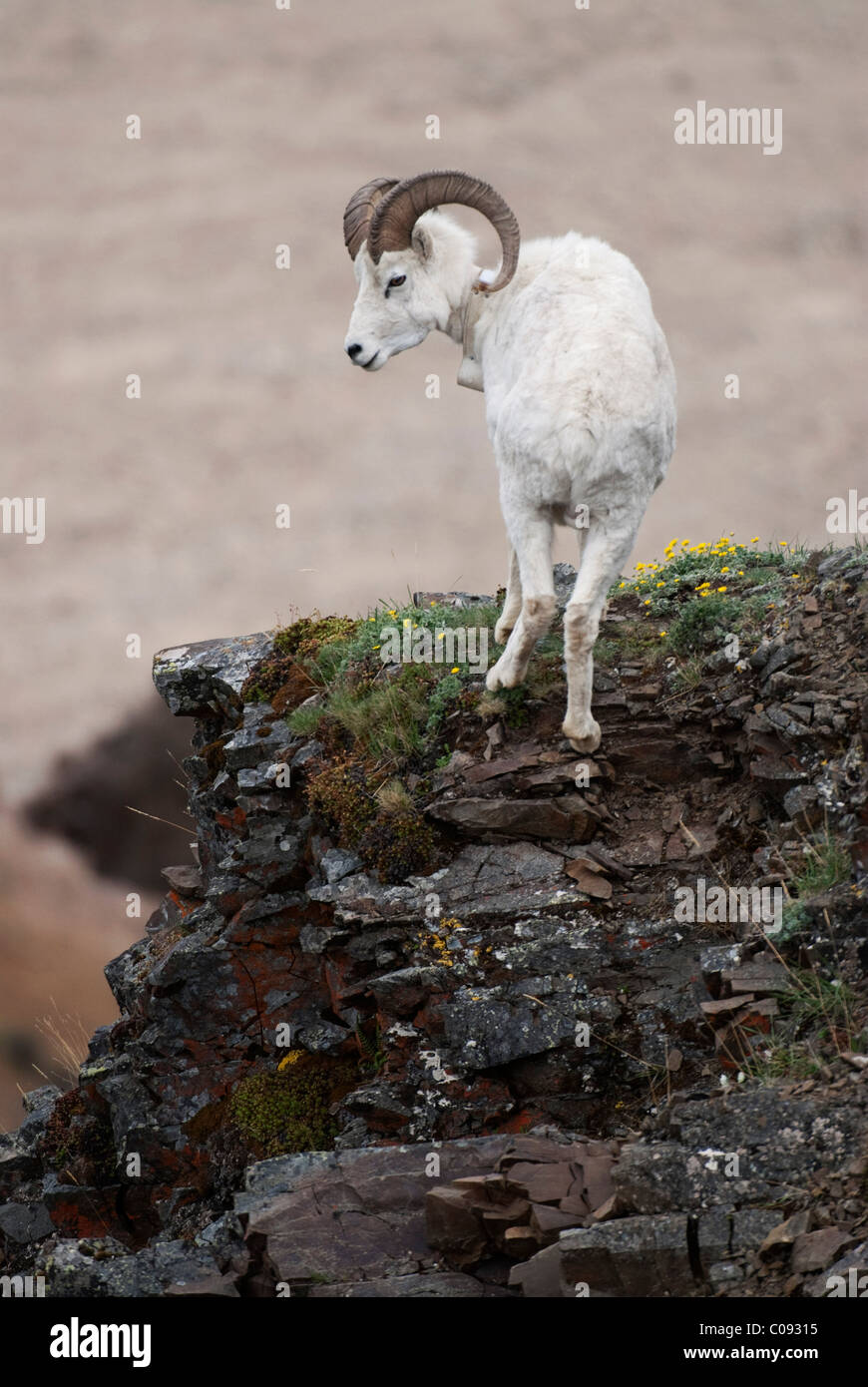 Dall Schafe Ram ein Radio Halsband steht auf Felsvorsprung über Polychrome Pass, Denali Nationalpark und Reservat, Alaska Stockfoto