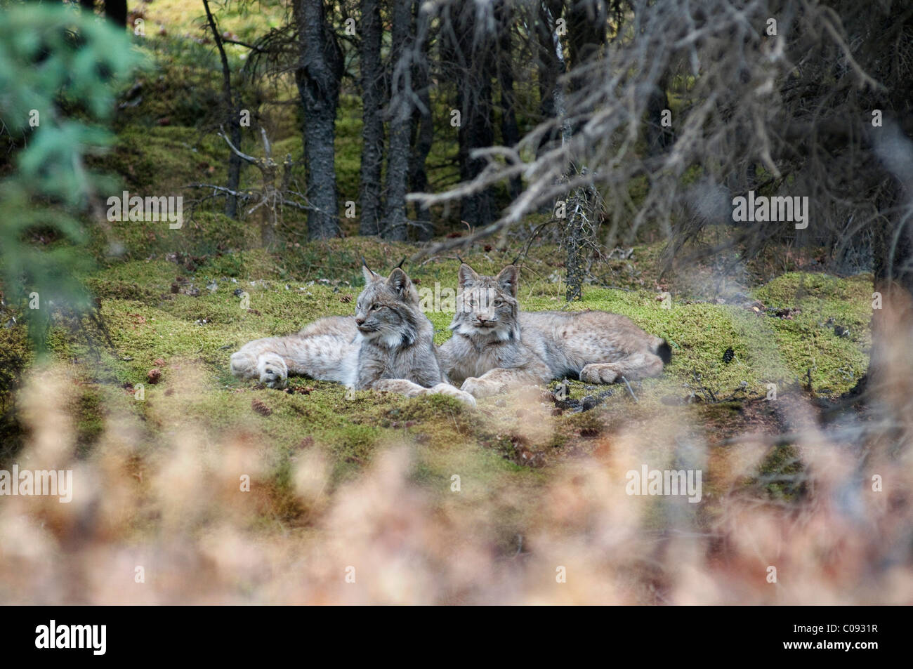 Paar von Lynx ruhen in moosigen Öffnung im dichten Fichtenwald in der Nähe von Iglu Creek in Denali Nationalpark und Reservat, Alaska Stockfoto