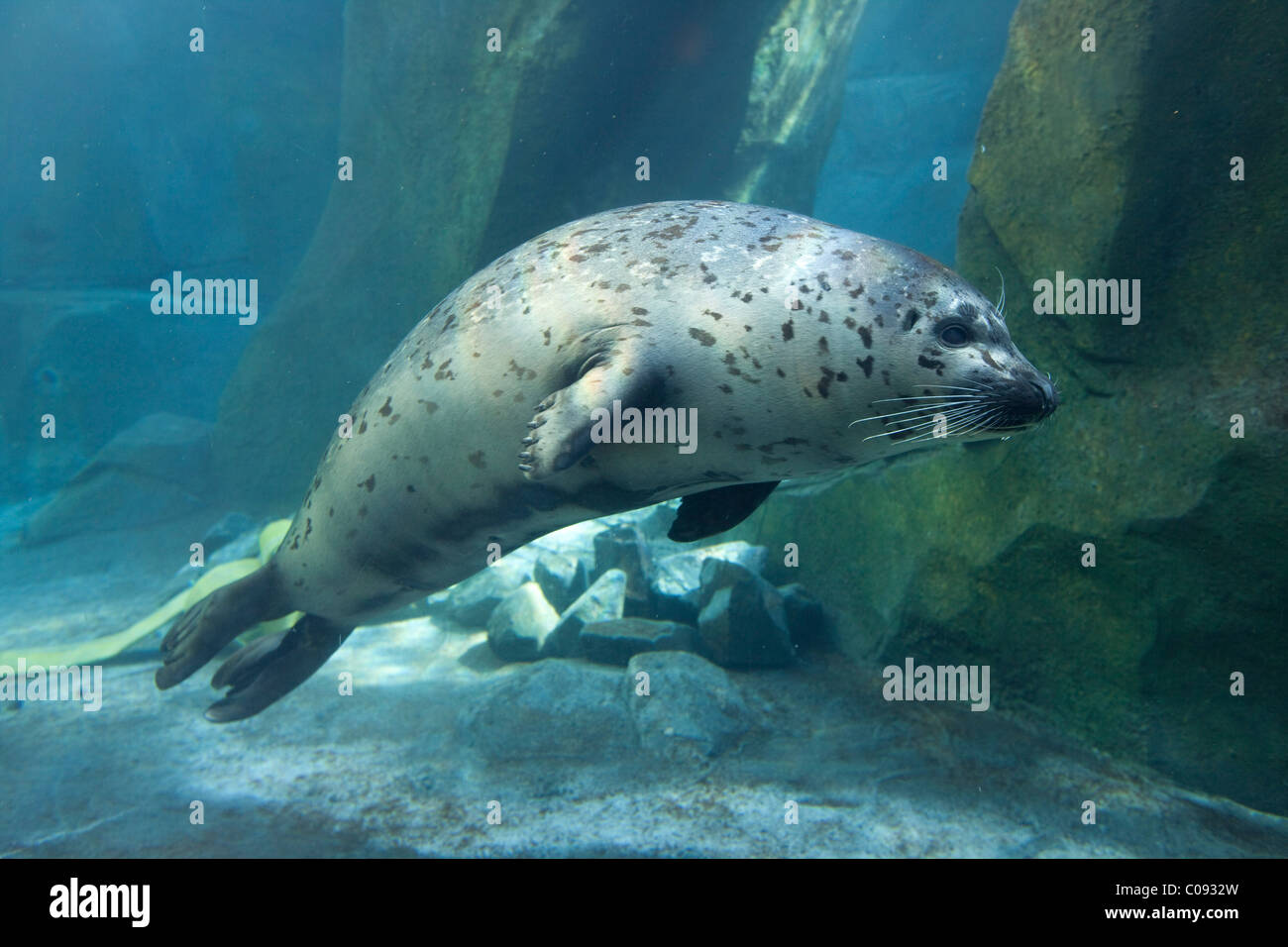 Erwachsenen Harbor Seal schwimmt unter Wasser im Alaska Sealife Center in Seward, Kenai-Halbinsel, Yunan Alaska, Frühling, in Gefangenschaft Stockfoto