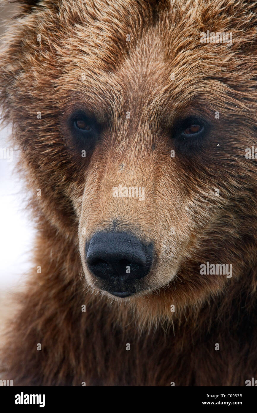Porträt eines Erwachsenen Braunbär an der Alaska Wildlife Conservation Center in der Nähe von Portage, Yunan Alaska, in Gefangenschaft hautnah Stockfoto