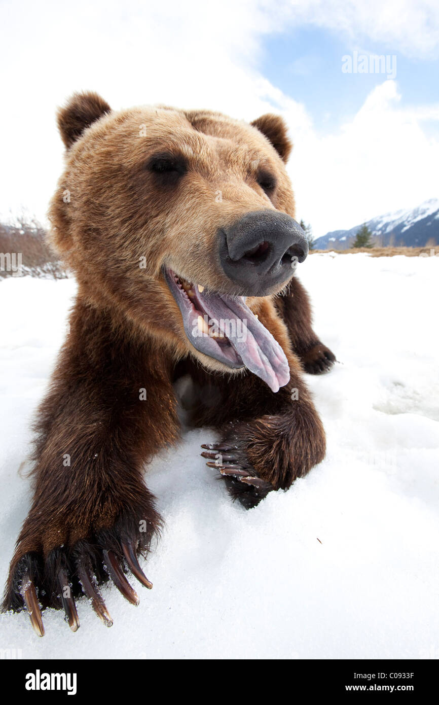 Humorvoll Weitwinkel Nahaufnahme von einer mit offenem Mund Erwachsene Braunbär, Alaska Wildlife Conservation Center in der Nähe von Portage, gefangen Stockfoto
