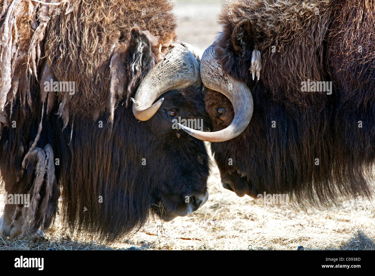 Nahaufnahme von zwei Bull Moschusochsen in einer kämpferischen Auseinandersetzung, Alaska von Angesicht zu Angesicht stehen. In Gefangenschaft Stockfoto