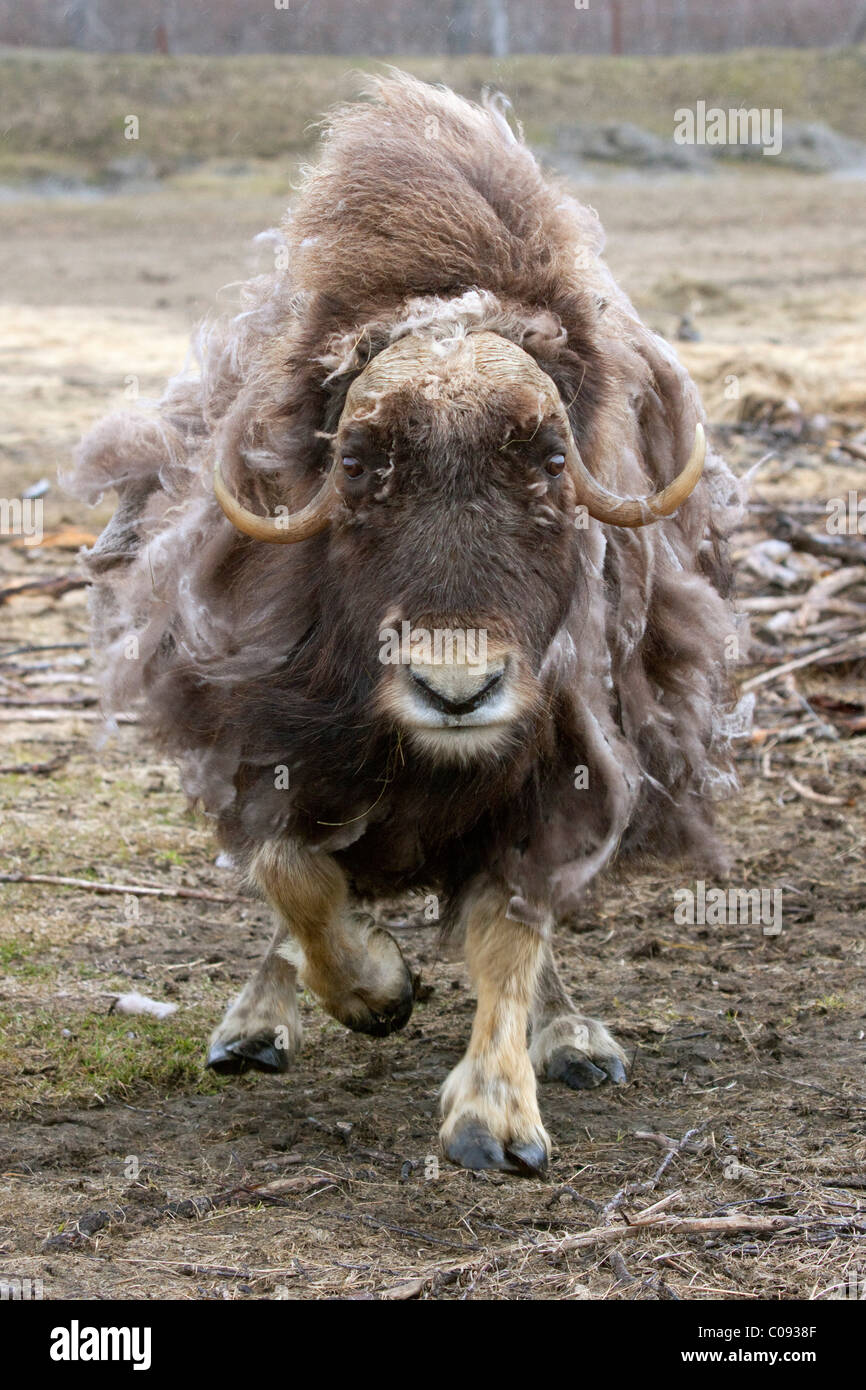 Eine aggressive Kuh Moschusochsen Gebühren, Alaska Wildlife Conservation Center, Yunan Alaska, Sommer. In Gefangenschaft Stockfoto