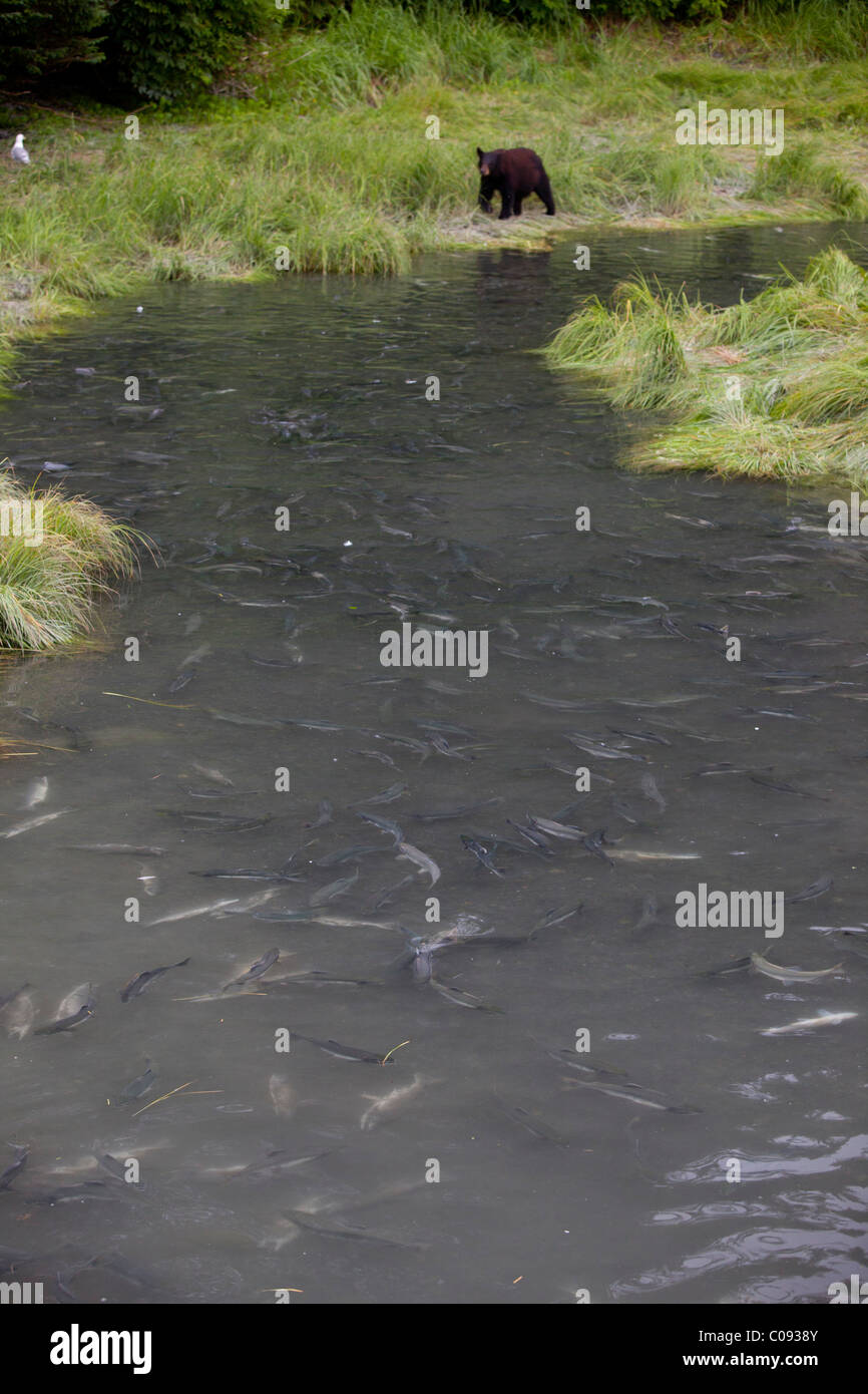 Eine Erwachsene Schwarzbären Angeln in einem Stream wimmelt es von Laich Buckellachs von Allison Punkt Campground in Valdez, Alaska Stockfoto