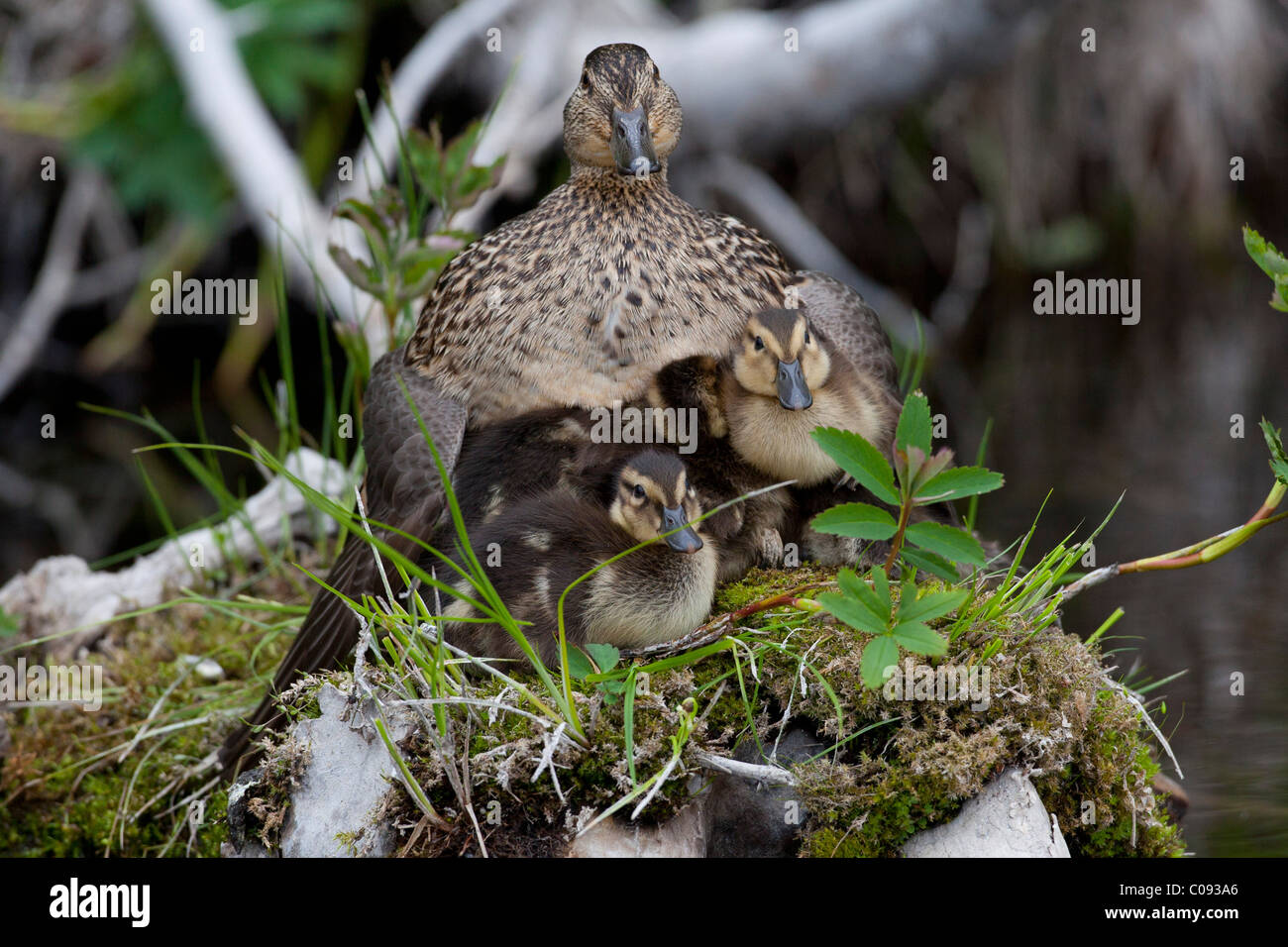 Eine grüne – Winged Teal-Henne und ihre Kupplung von Entenküken sitzen auf einem Baumstumpf Rasen bedeckt in einem kleinen Teich Anchorage, Alaska Yunan Stockfoto