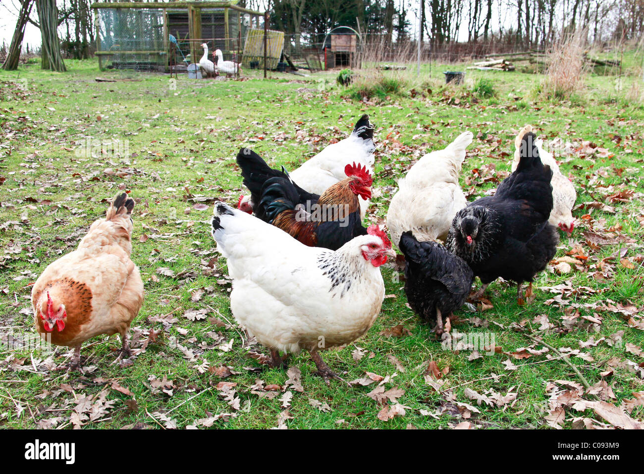 Herde von freilaufenden Hühnern, Hampshire, England, Vereinigtes Königreich. Stockfoto