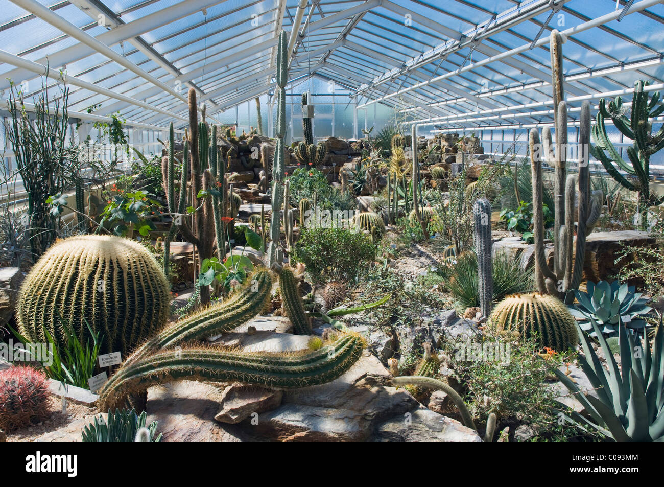 Kaktus Haus, Botanischer Garten München, Bayern, Deutschland, Europa