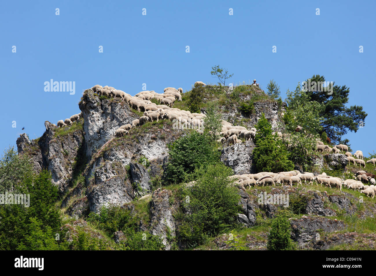 Schafherde in der Nähe von Pottenstein, Fränkische Schweiz, fränkische Alb, Oberfranken, Franken, Bayern, Deutschland, Europa Stockfoto