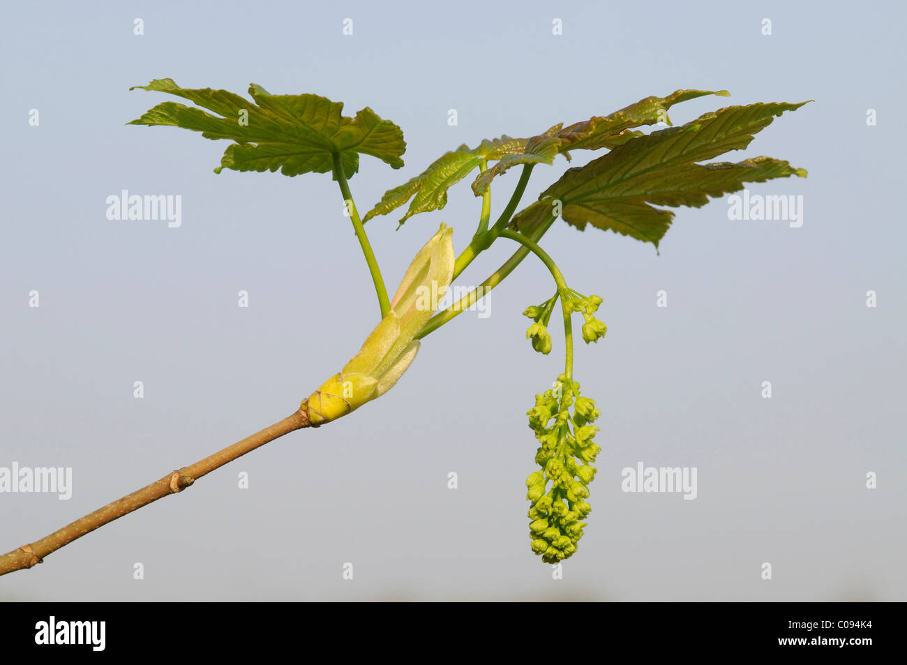 Bergahorn (Acer Pseudoplatanus), Blumen Stockfoto