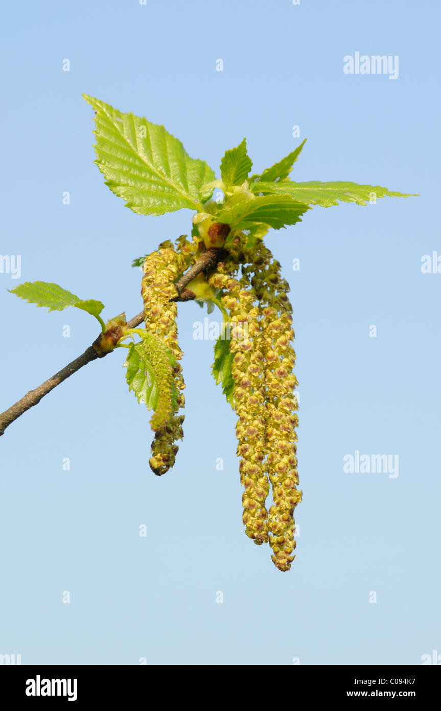 Birke (Betula Pendel), Blumen Stockfoto