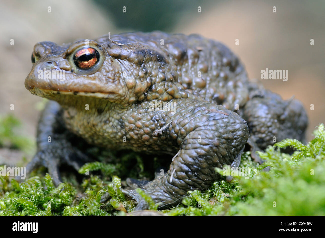 Gemeinsamen Kröte (Bufo Bufo) Stockfoto