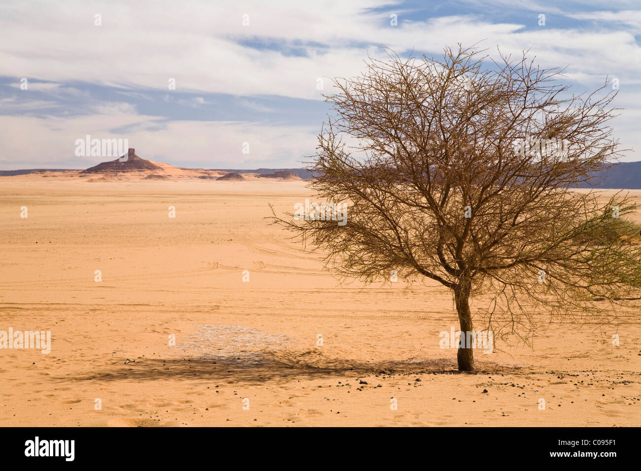 Acacia in die libysche Wüste, Libyen, Nordafrika, Afrika Stockfoto