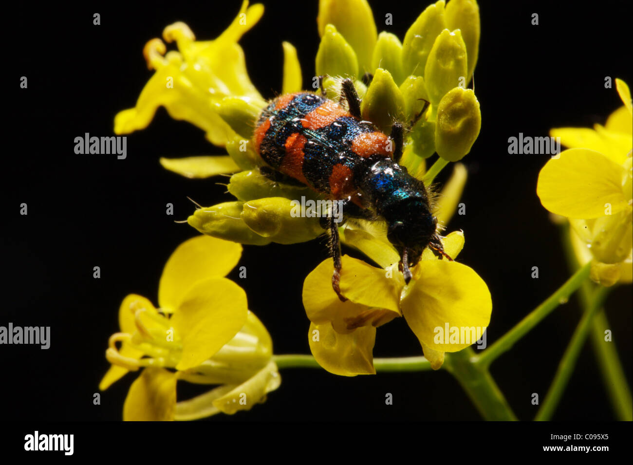 Käfer sitzen auf Blume Stockfoto