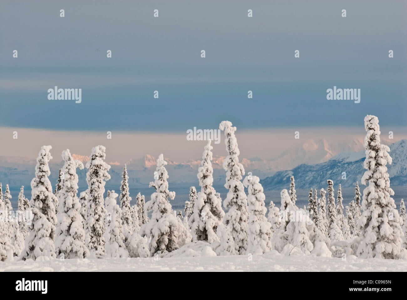 Blick auf Schnee bedeckt Fichten auf dem Glenn Highway in der Nähe von Gunsight Bergwinter, Yunan Alaska Stockfoto