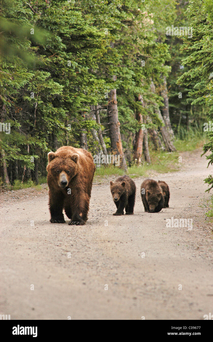 Grizzly Sauen und Jungtiere Fuß auf der Hauptstraße in der Nähe von Brooks Camp, Katmai National Park and Preserve, Südwest-Alaska, Sommer Stockfoto