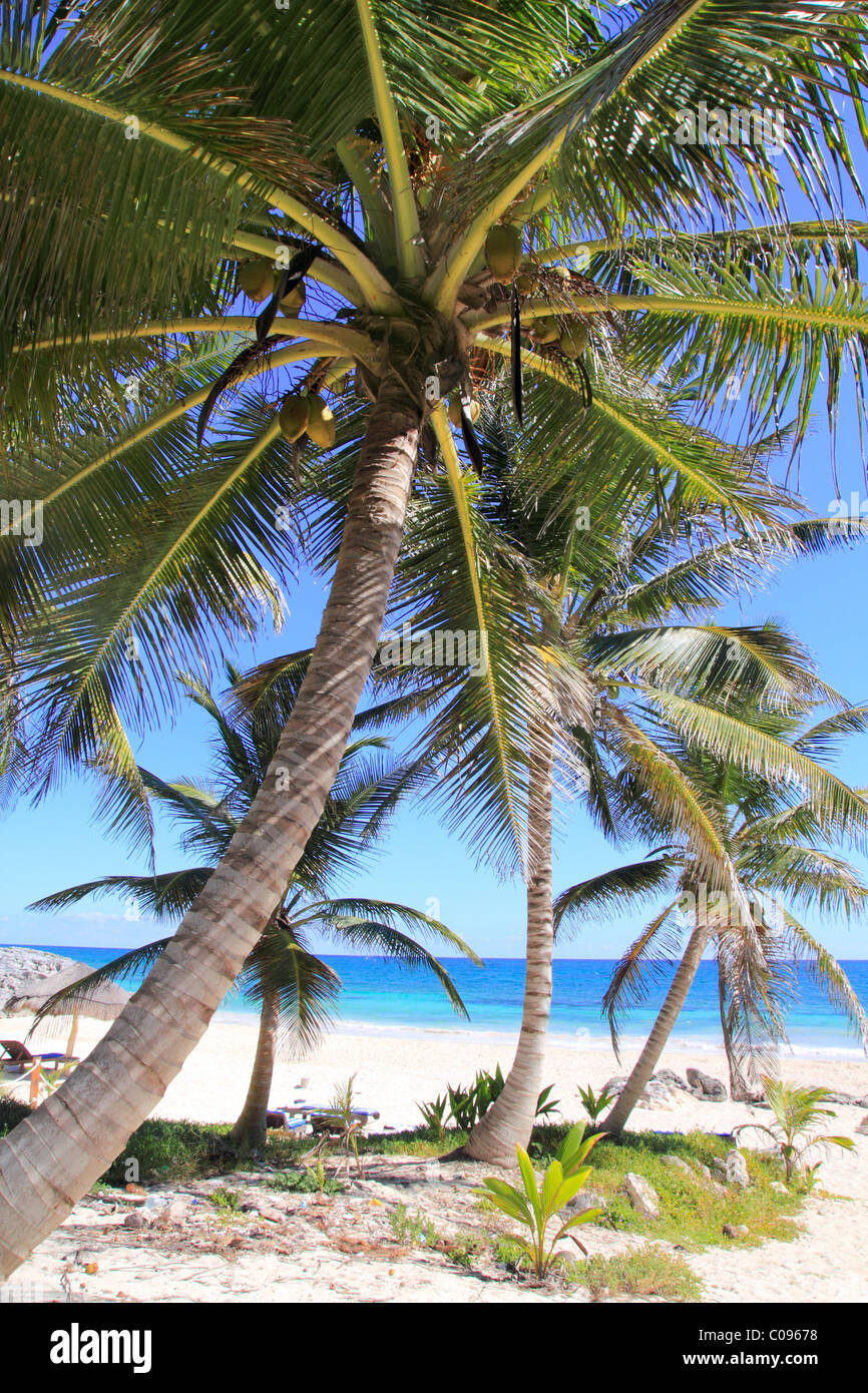 Karibischer Kokosnuss-Palmen im Tuquoise Meer Stockfoto