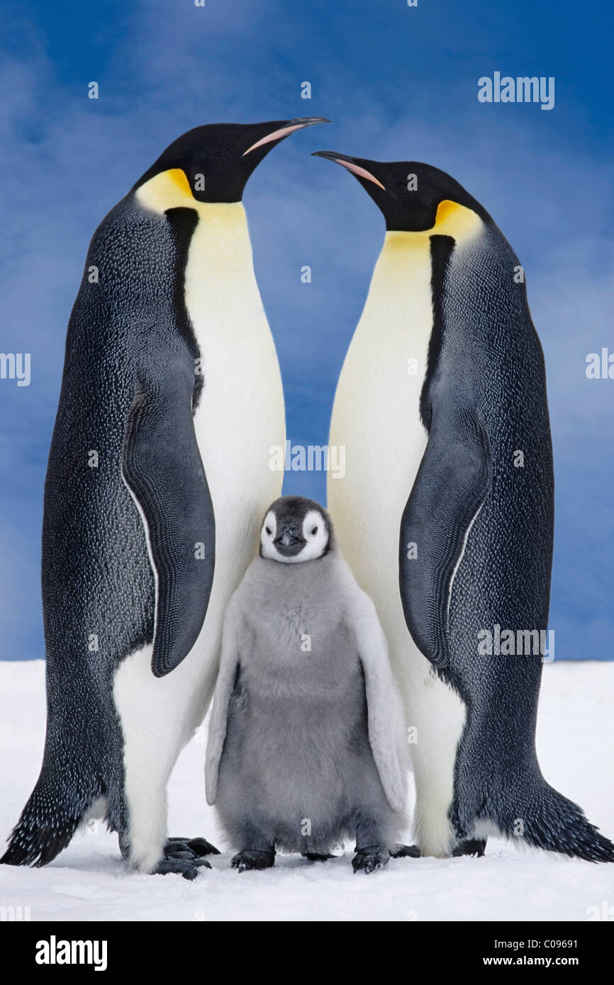 Porträt von Kaiser-Pinguin-Eltern & Küken, Atka Bucht, Antarktis, COMPOSITE Stockfoto