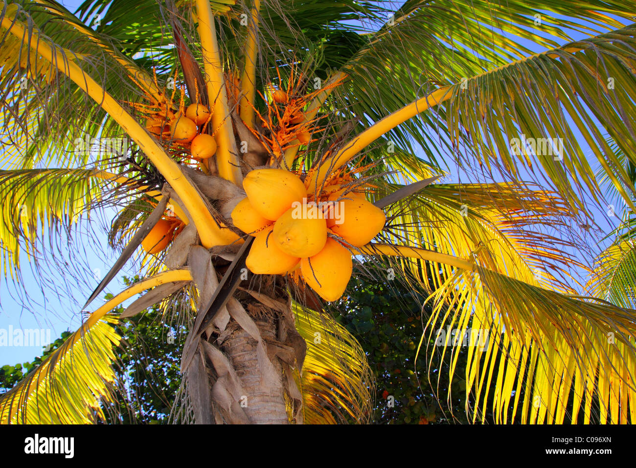 Kokosnüsse im Palm Tree Detail tropischen Symbol in der Nähe von Strand Stockfoto