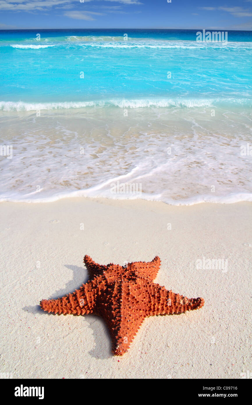wunderschönen karibischen Seestern tropischen türkisfarbenen Sandstrand Stockfoto