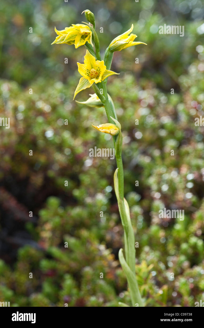 Gelbe Orchidee (Gavilea Kingii) Blumen Torres del Paine Nationalpark-Patagonien-Chile-Südamerika Stockfoto