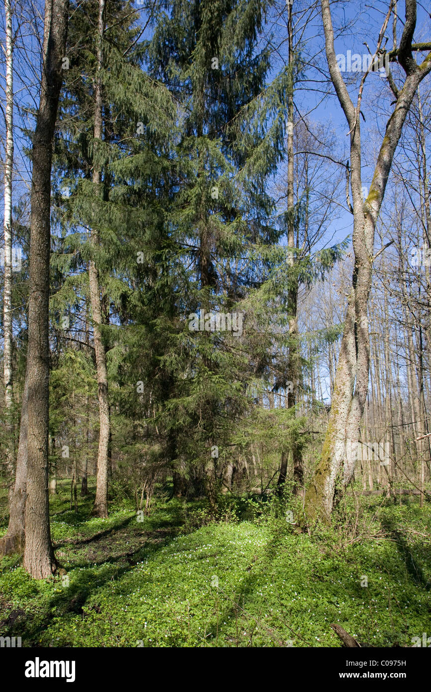 Auwald im Frühling mit einigen alten Fichten im Vordergrund und junge Stand und blauer Himmel im Hintergrund Stockfoto