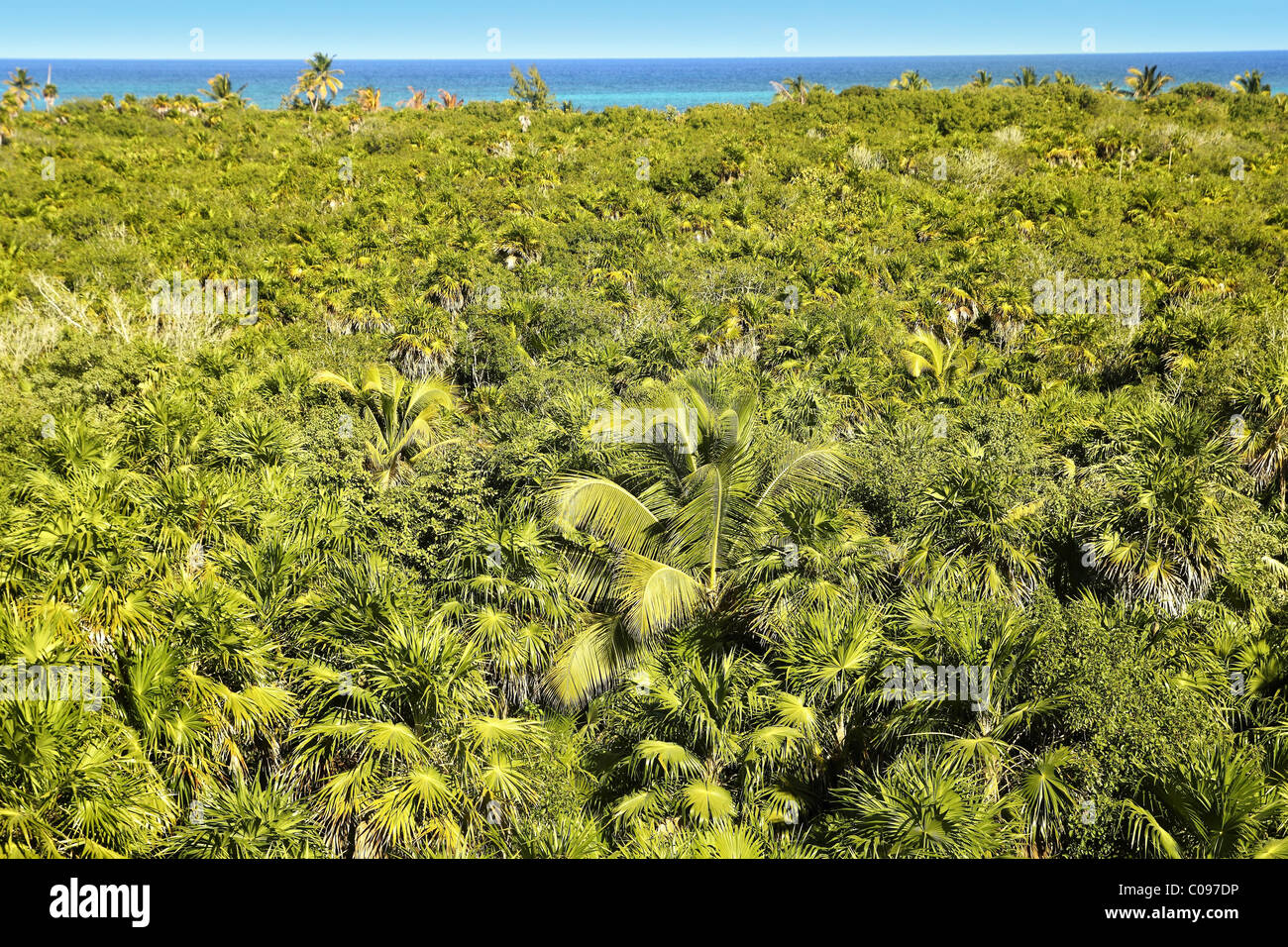 tropischer Palmen Baum Dschungel in Sian Kaan in der Nähe von Tulum Stockfoto