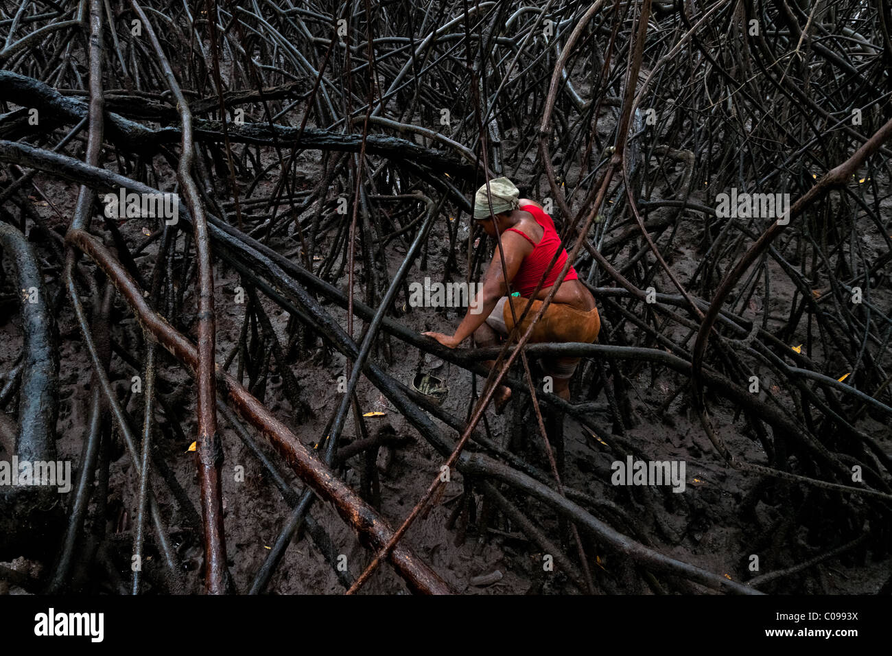 Eine kolumbianische Mädchen klettert die Wurzel eines Baumes auf der Suche nach Schalentieren in die Mangrovensümpfe an der Pazifikküste. Stockfoto