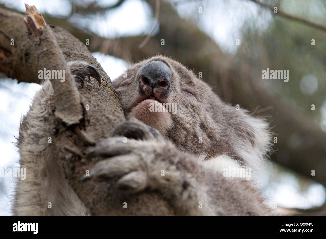 Koala Bär in einen Baum, Great Otway National Park, Great Ocean Road, Victoria, Australien Stockfoto