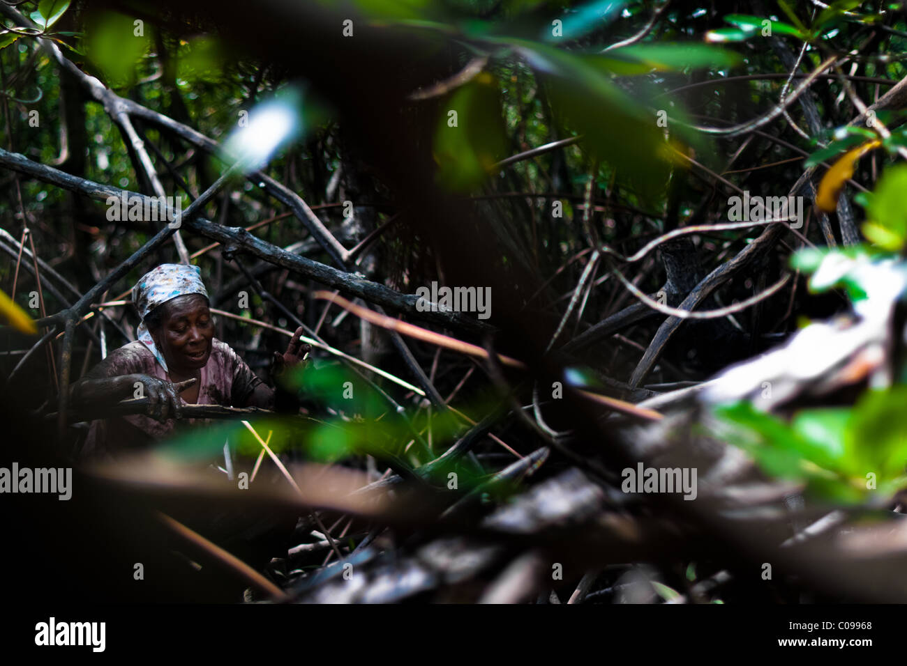 Eine kolumbianische Frau geht durch die dichten Labyrinth der Bäume in die Mangrovensümpfe an der Pazifikküste, Kolumbien. Stockfoto