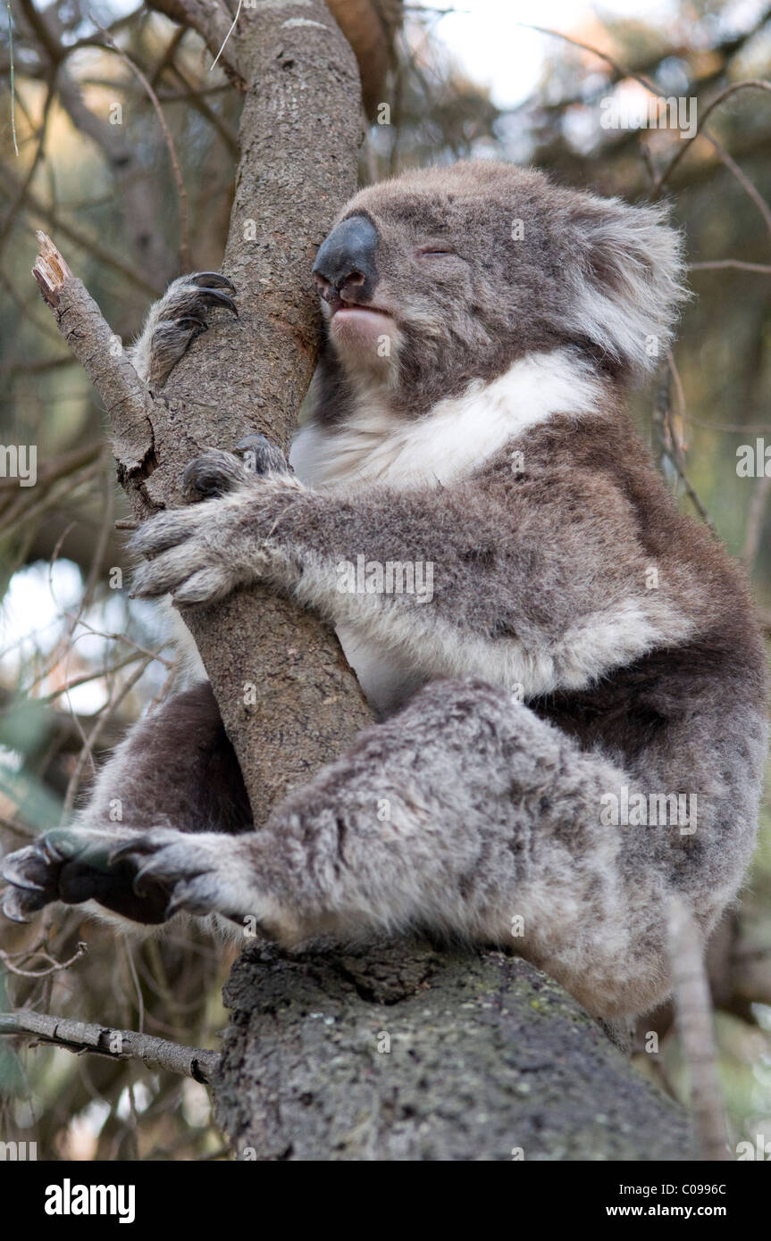 Koala Bär in einen Baum, Great Otway National Park, Great Ocean Road, Victoria, Australien Stockfoto