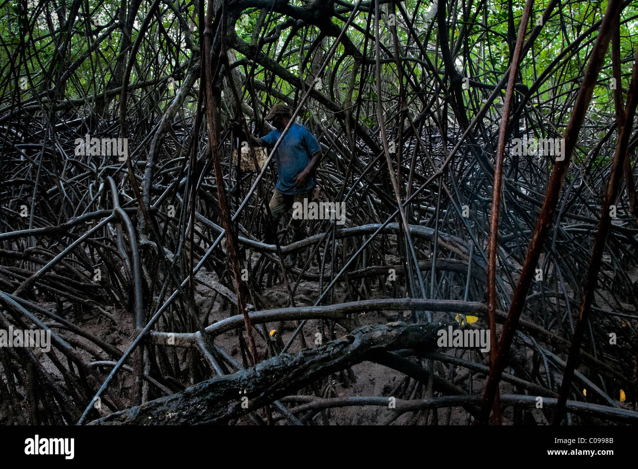 Ein kolumbianischer Mann geht durch die dichten Labyrinth der Bäume beim Pflücken Muscheln in die Mangrovensümpfe an der Pazifikküste. Stockfoto