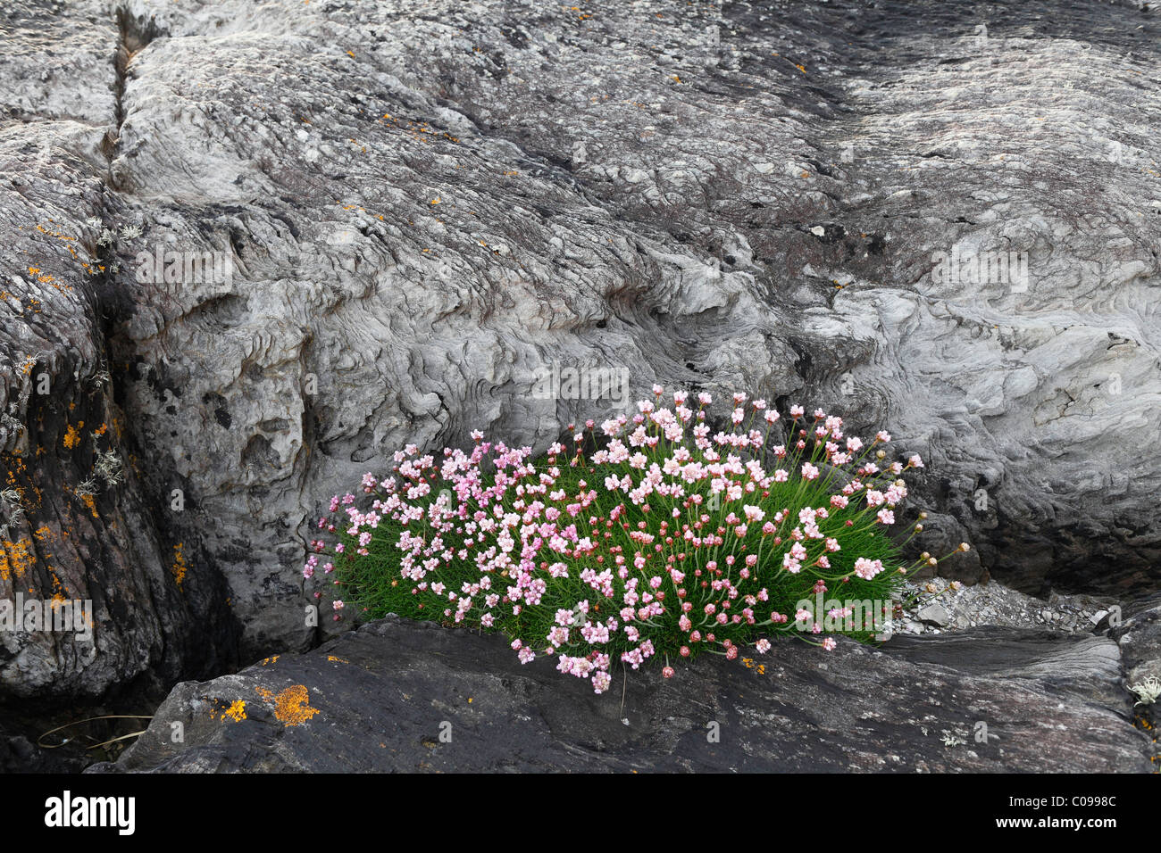 Sparsamkeit, Meer-Pink (Armeria Maritima) auf Fels, Beara Halbinsel, Cork, Republik Irland, britische Inseln, Europa Stockfoto