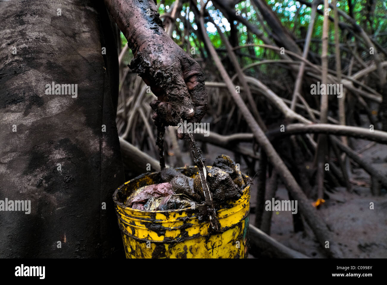 Eine kolumbianische Frau hält ein schlammiger Eimer von Schalentieren, gesammelt in den Mangrovensümpfen an der Pazifikküste Kolumbien gefüllt. Stockfoto