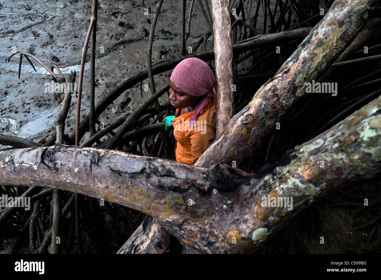 Eine kolumbianische Mädchen steht hinter den Ast eines Baumes auf der Suche nach Schalentieren in die Mangrovensümpfe an der Pazifikküste. Stockfoto
