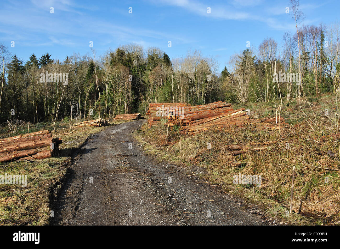 Fichte Holz-Protokollierung im Wald Stockfoto