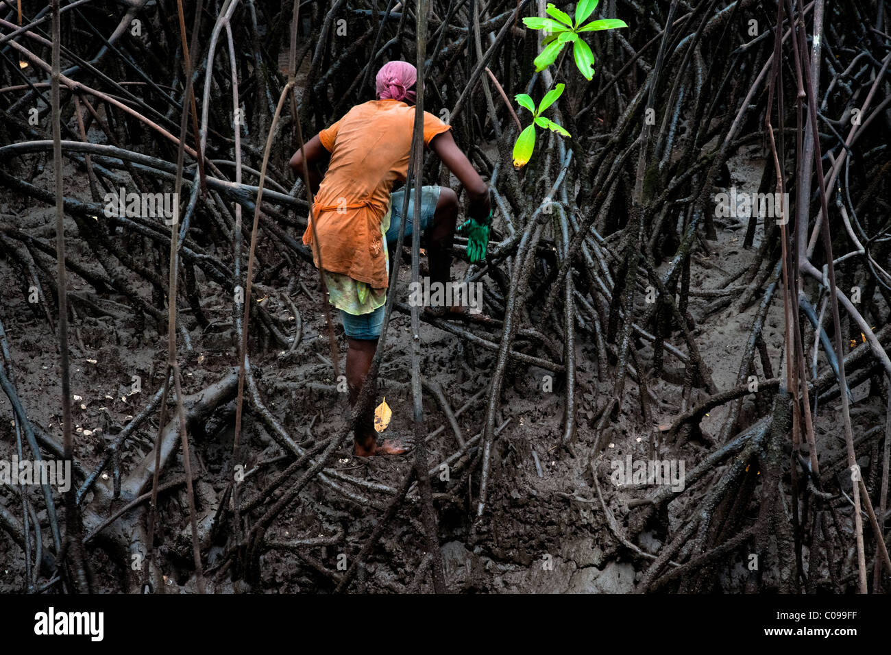 Eine kolumbianische Mädchen klettert über die Baumwurzeln auf der Suche nach Schalentieren in die Mangrovensümpfe an der Pazifikküste, Kolumbien. Stockfoto