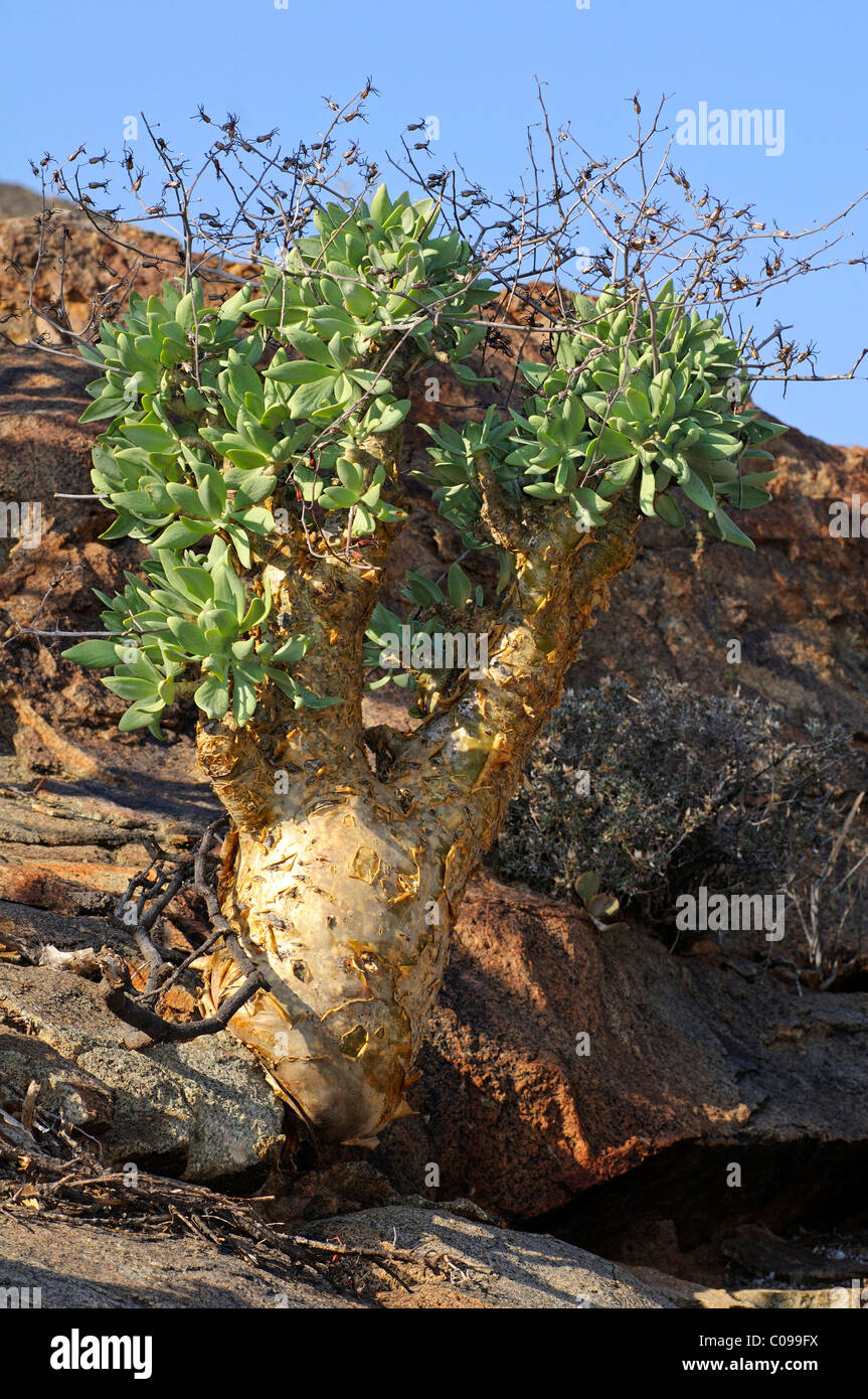 Botterboom oder Butter Baum (Tylecodon Paniculatus) im Lebensraum, Richtersveld, Südafrika Stockfoto