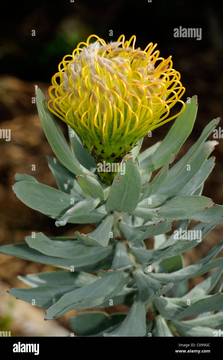 Gelbe Pincushion Protea (Leucospermum Cordifolium), Cape Floral Kingdom, Südafrika Stockfoto