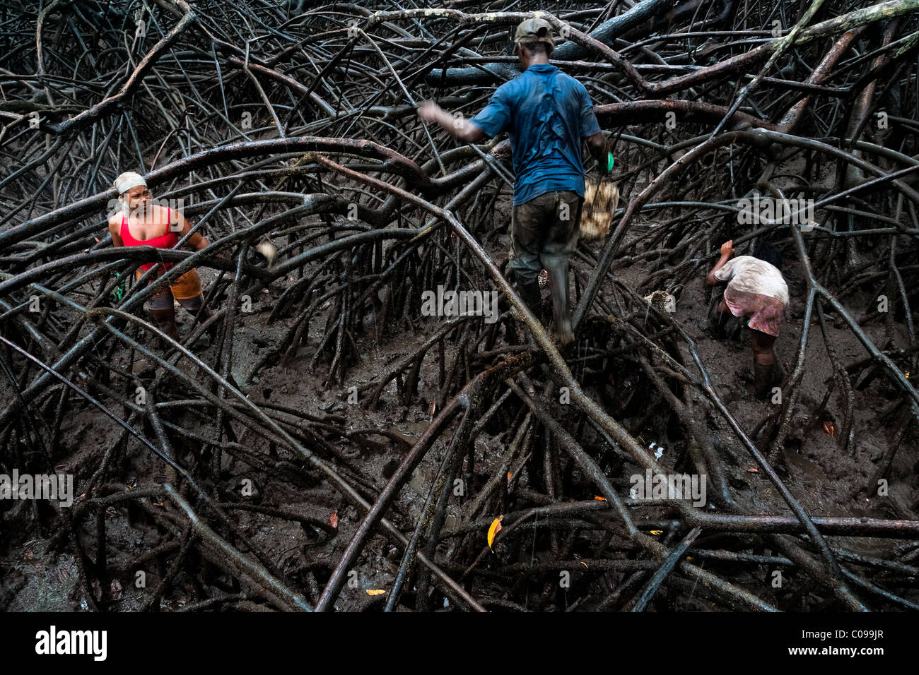 Kolumbianische Schalentiere Pflücker arbeiten in die Mangrovensümpfe an der Pazifikküste, Kolumbien. Stockfoto