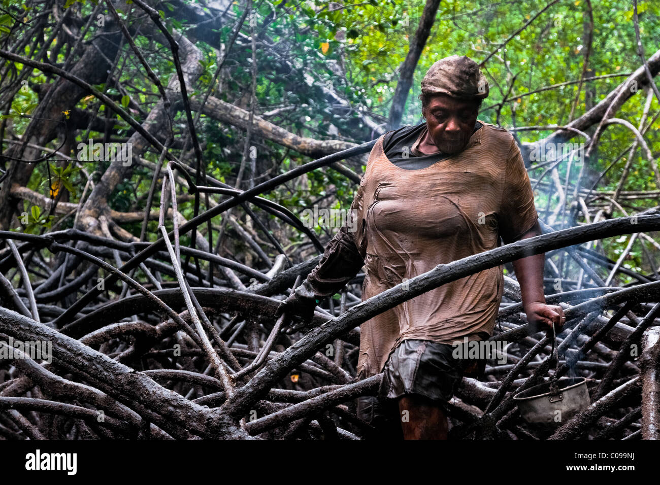 Eine kolumbianische Frau klettert über die Wurzel eines Baumes auf der Suche nach Schalentieren in die Mangrovensümpfe an der Pazifikküste. Stockfoto