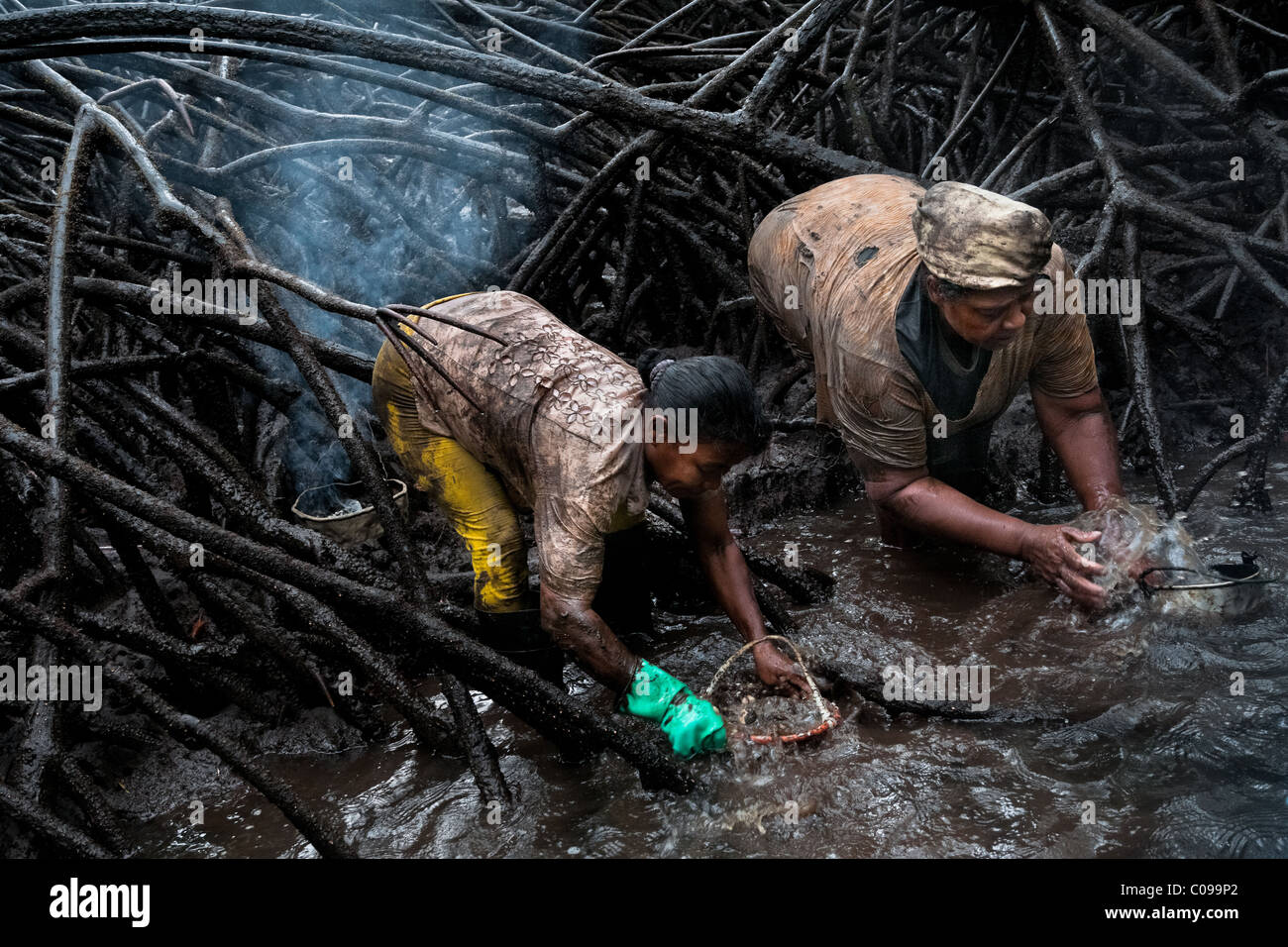 Kolumbianische Frauen waschen den Schmutz aus den Muscheln gesammelt in die Mangrovensümpfe an der Pazifikküste, Kolumbien. Stockfoto