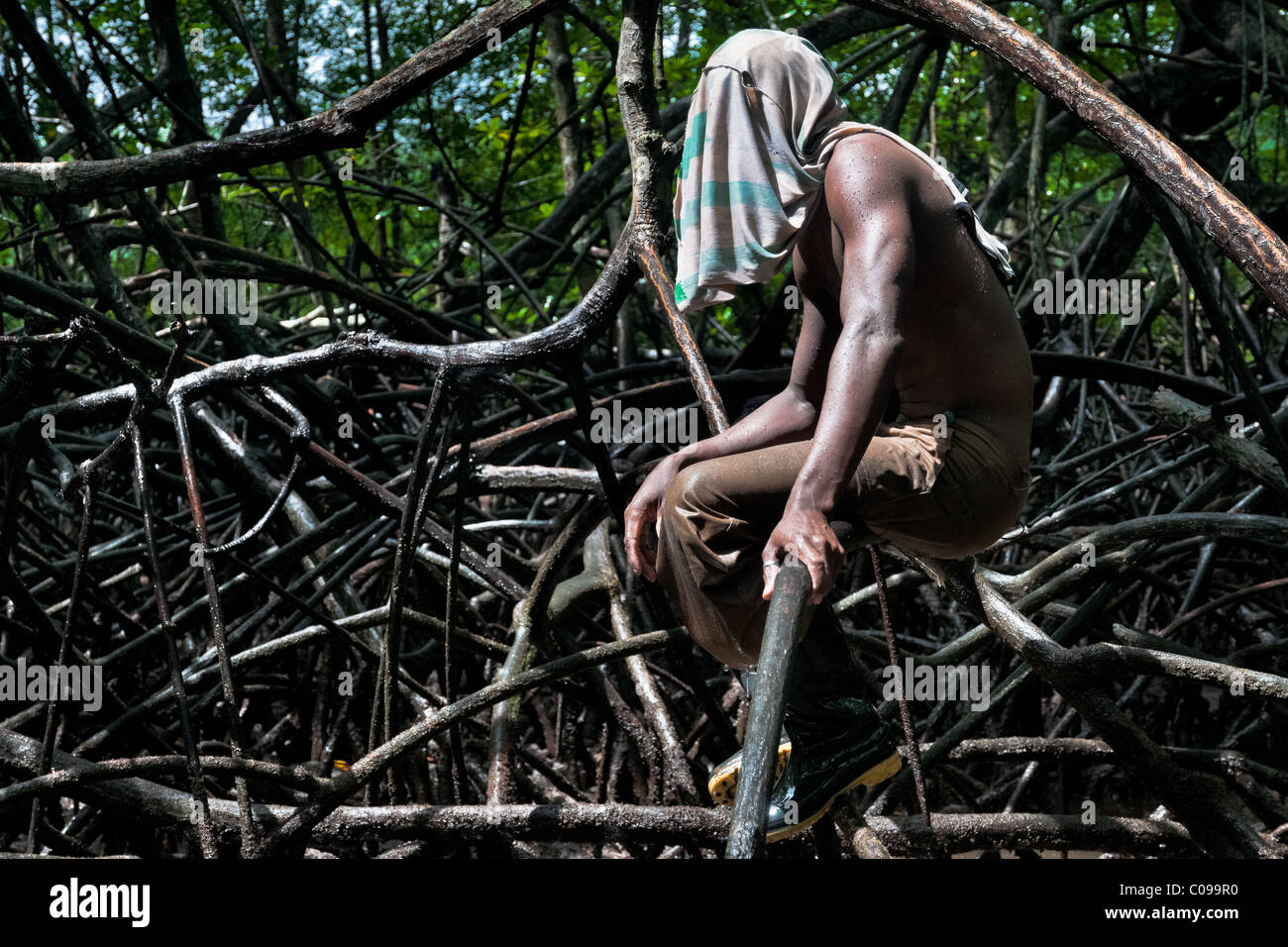Eine kolumbianische Junge sitzt auf einem Mangrove Tree root bei der Suche nach Muscheln in den Mangrovensümpfen an der Pazifikküste. Stockfoto