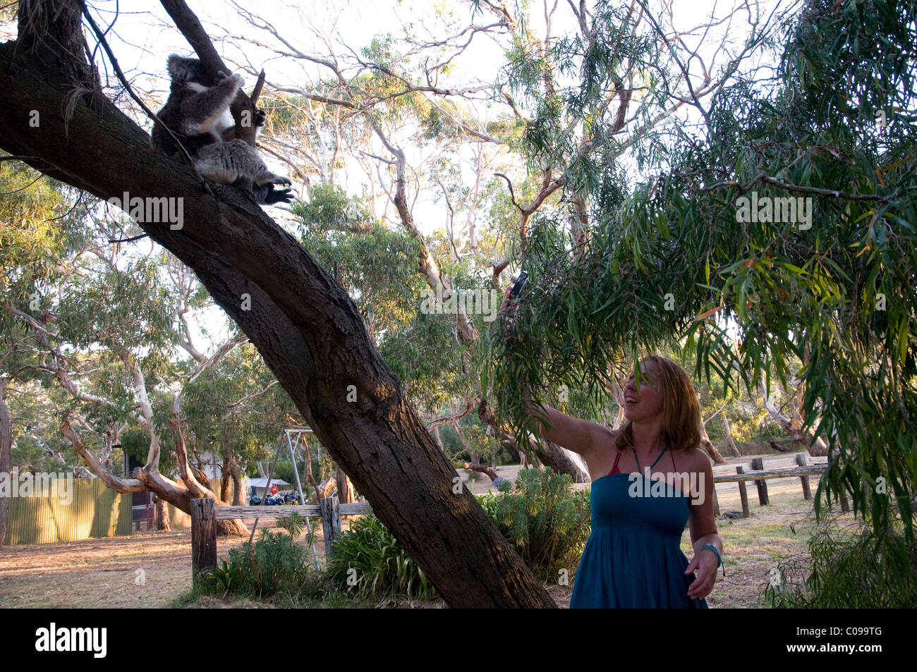 Frau, die ein Foto von einem Koala Bär, Great Otway National Park, Victoria, Australien Stockfoto