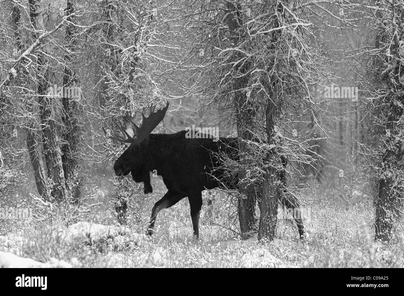 Bull Moose während Schneesturm in einem alten Wald im Grand Teton National Park zu Fuß. Stockfoto