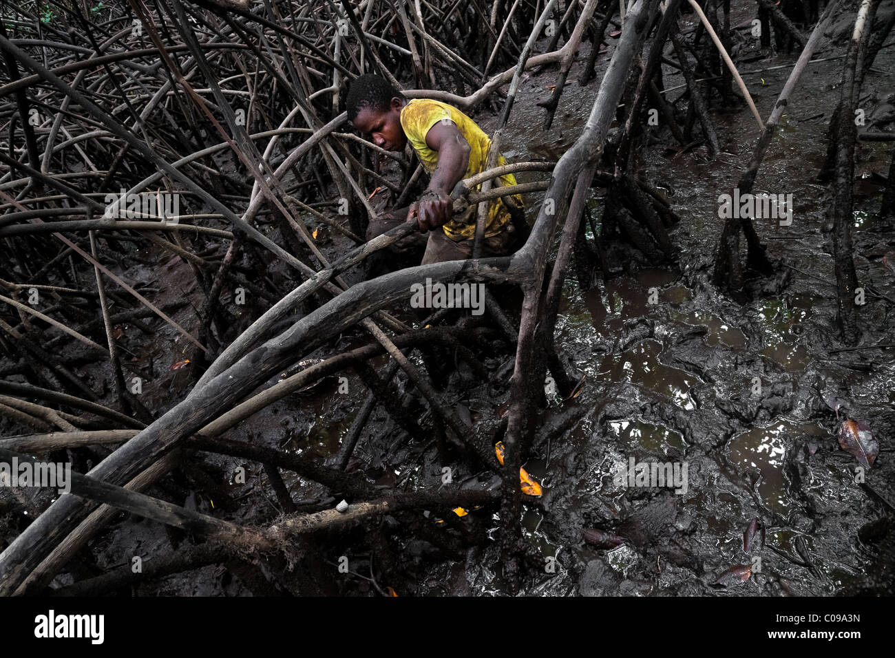 Ein kolumbianischer junge nimmt Schalentiere aus dem Schlamm unter Baumwurzeln in die Mangrovensümpfe an der Pazifikküste, Kolumbien. Stockfoto